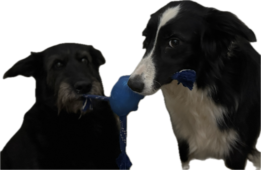 Teefs and The Referee playing tug