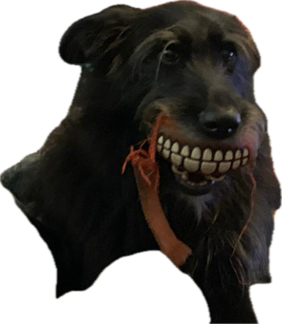 Teefs, the grinning dog